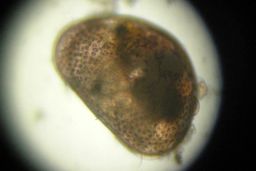 Ostracodi  [ Cypria sp. ]